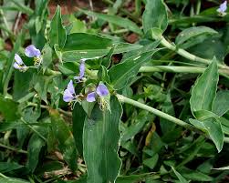 Image result for Stanfieldiella