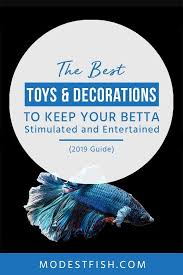 The Best Toys Decorations To Keep Your Betta Entertained 2019 Guide Betta Betta Fish Care Betta Fish Toys