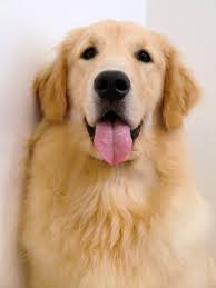 Feliz Com O Sabado De Sol Golden Dog Dog Best Friend Dog Love