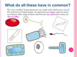 Check spelling or type a new query. Specialized Cell