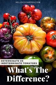 The indeterminate tomato varieties span the sandwich and out of your hand types of fruit. Determinate Tomatoes Vs Indeterminate Tomatoes Kellogg Garden Organics