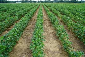 How long after spraying roundup can you plant. Research Suggests Glyphosate Lowers Ph Of Dicamba Spray Mixtures Below Acceptable Levels