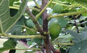 Ripening is a process in fruits that causes them to become more palatable. The Elusive Fig Maryland Grows