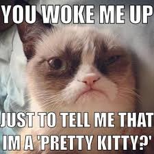 Let Me Get This Straight U Woke Me Up To Tell Me I M Pretty Yikes You Think I Dunt Already Know Tha Grumpy Cat Humor Grumpy Cat Meme Funny Grumpy Cat
