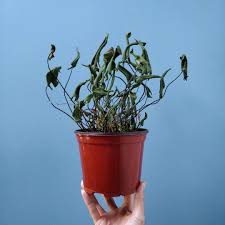 Check spelling or type a new query. House Plant Journal My Poor Heart Fern Hemionitis Arifolia