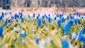 Follow the vibe and change your wallpaper every day! Wallpaper Id 172725 Pretty Spring Flowers Blue Nature