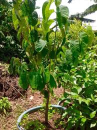 Image result for Annona cherimola