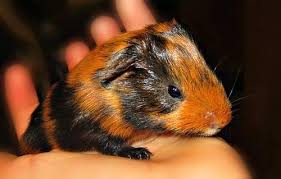 Adopt bistro a guinea pig appleton, wi. Adorable Baby Guinea Pigs For Sale For Sale In Boaz Wisconsin Classified Americanlisted Com