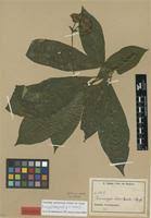 Image result for Voacanga bracteata