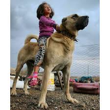 Please note, we do not breed and do not sell kangal puppies; Kangal Twitter Search