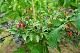 Image result for Capsicum annuum