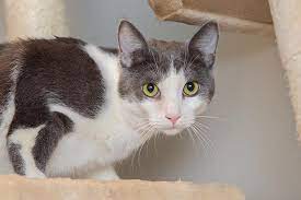 In cats, it can be difficult to tell the difference between retching/vomiting, regurgitation, and coughing. Cat Vomiting Best Friends Animal Society