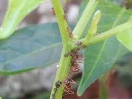 We did not find results for: 96 Bug Board Ideas Garden Insects Insects Critter