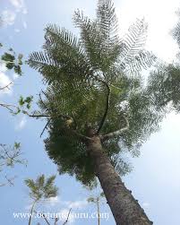 Image result for Schizolobium parahyba