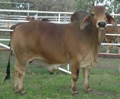 Chillingham Boga Irki Ingiliz Irki Et Icin Yetistirilen Cins Beef Cattle Horses Cattle