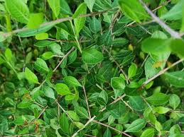 Image result for Lawsonia inermis