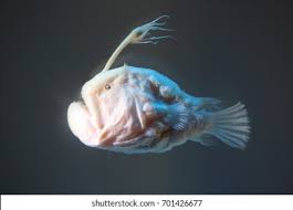 It can be found between 4 pm and 9 am between the months of november and march. Suchen Sie Nach Atlantic Footballfish Himantolophus Groenlandicus Stockbildern In Hd Und Millionen Weiteren Lizenzfreien Stockfotos Illustrationen Und Vektorgrafiken In Der Shutterstock Kollektion Jeden Tag Werden Tausende Neue Hochwertige Bilder