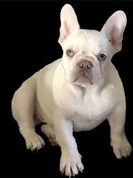 Possibly lilac, waiting for dna price is only for pet/no breeding rights sold. Michelles Fabuloos Frenchies French Bulldogs For Sale
