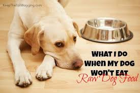 What I Do When My Dog Won T Eat Raw Dog Food My Dog Wont Eat Raw Dog Food Recipes Dog Food Recipes