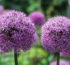 How To Plant And Grow Allium Bulbs Sarah Raven Plants Planting Bulbs Irish Garden