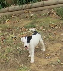 Galla Creek Feist Squirrel Dog Kennel Tm Registered Mountain Treeing Feist Squirrel Hunting Pups For Sale Promotin Dog Kennel Cover Dog Kennel Kennel Cover