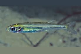 Image result for Hedythyrsus thamnoideus