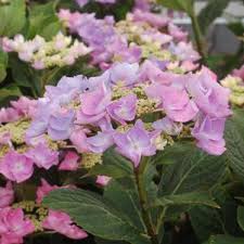 This bush's flowers are vibrant blue to pink colored blooms that form on old and new wood. Hydrangea Mac Let S Dance Starlight Let S Dance Starlight Hydrangea From Prides Corner Farms