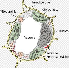 Unlike animal cells, plant cells typically contain only one vacuole per cell (often referred to as a central vacuole), and the vacuole. Plant Cell Vacuole Cel Lula Eucariota Plant Cell Area Vacuole Png Pngwing