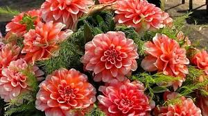 Nombra a una variedad de flor de Dalia, como Beatriz, en honor a la esposa  de AMLO, Beatriz Gutiérrez Müller