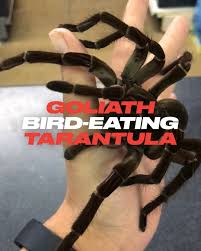 Camel spider devours everything on its way. Ladbible Goliath Tarantula Facebook