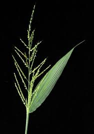 Image result for Setaria