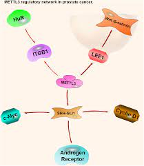 Uc browser — fast download private & secure — this is a. Role Of Methyltransferase Like Enzyme 3 And Methyltransferase Like Enzyme 14 In Urological Cancers Peerj