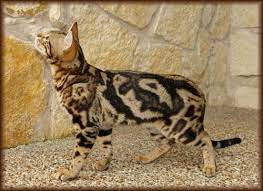 mramornyj bengal koshachi fotografii bengalskaya koshka koshki