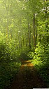 Gray concrete road, forest, trees, green, nature, landscape, natural light. Nature Smartphone Wallpapers Wallpaper Cave