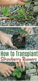In general, the established plants are going to produce the most and biggest strawberries. Transplanting Strawberry Runners One Hundred Dollars A Month