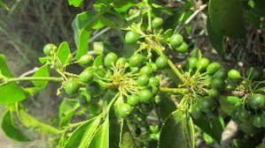 Image result for Psydrax fragrantissima