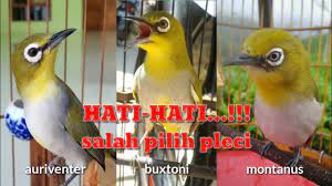 Perbedaan Pleci Auriventer Buxtoni Dan Montanus Youtube