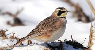 Black And White Spotted Bird In Michigan Horned Lark Spotted In Allegan County Michigan Ornithology Bird Watching Birds