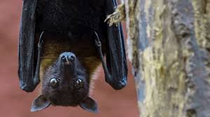 They are also great hunters able to locate the faintest sounds and smallest movement. Bat Night Five Things You Might Not Know About Bats Cbbc Newsround