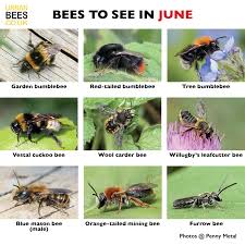 We did not find results for: Bees To See In June Urban Bees Blog