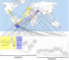 multiple introductions of tomato pathogen clavibacter