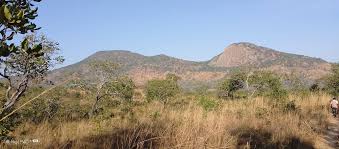 Image result for Lannea katangensis