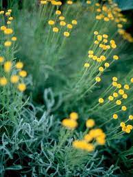 Arboreus outside its native range, which is sonoma county south, as it can become invasive in coastal dunes of northern california. The Top Deer Resistant Plants For Southern California Deer Resistant Plants Drought Resistant Plants Deer Resistant Landscaping