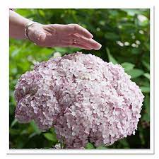 Click anywhere to close this view area. Hydrangea Incrediball Blush Smooth Hydrangea Sugar Creek Gardens