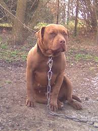 red nose pitbull rottweiler mix puppies zoe fans blog rottweiler mix puppies rottweiler mix red nose pitbull