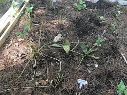 We did not find results for: Something Has Eaten Most Of The Leaves Off My Strawberry Plants Many Of The Plants Are First Year June Bearing So No Strawberries This Year Anyway But Wondering If This Will Affect Them