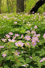 Wisconsin state flowers were first nominated in 1908. Wild Geranium Geranium Maculatum Wisconsin Horticulture