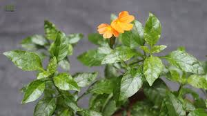 Image result for Crossandra infundibuliformis