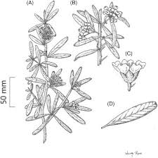 Image result for Vincetoxicum monticola