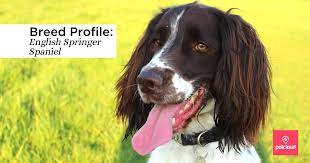 German shorthaired pointer may weigh 7 kg / 16 pounds more than english springer spaniel. Is The English Springer Spaniel The Right Dog Breed For You